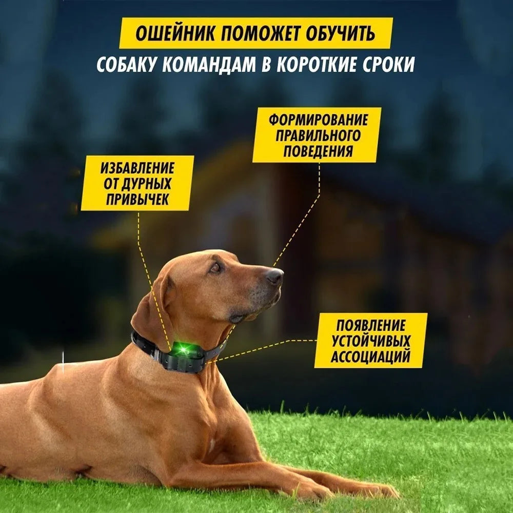 Collier de dressage pour chien avec télécommande, collier de choc pour chien, étanche, aste, grand, moyen, petit